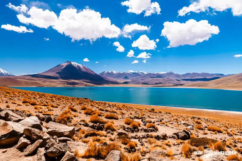 Laguna Miscanti, de água azul entre o altiplano e os vulcões